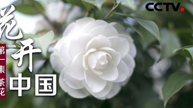 花呗套现：隐患与风险