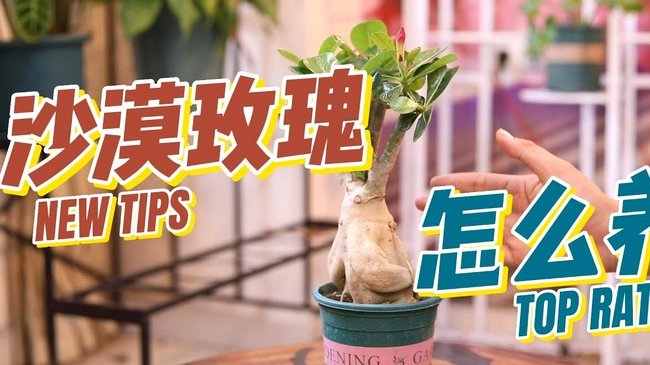 花呗提现全攻略
