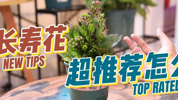 携程拿去花：现金如何使用与订单取消指南