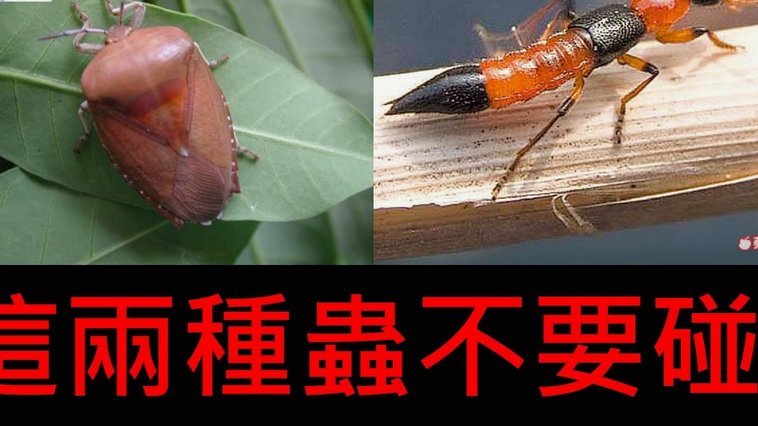 便荔卡包取现背后的复杂流程