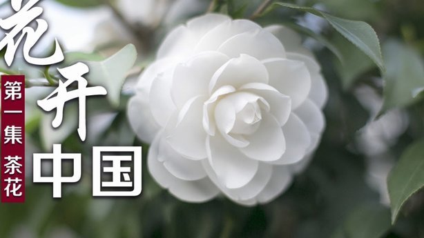 花呗能用哪些平台？轻松支付全攻略