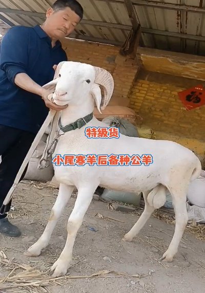 羊小咩正规吗