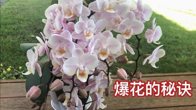 花呗问题怎么办？全能应对指南