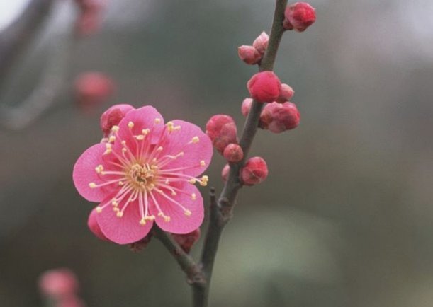 火呗套花呗
