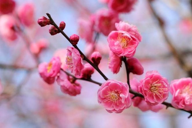 花呗花呗怎么关闭啊