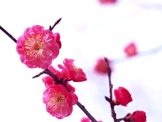 花呗提现指南