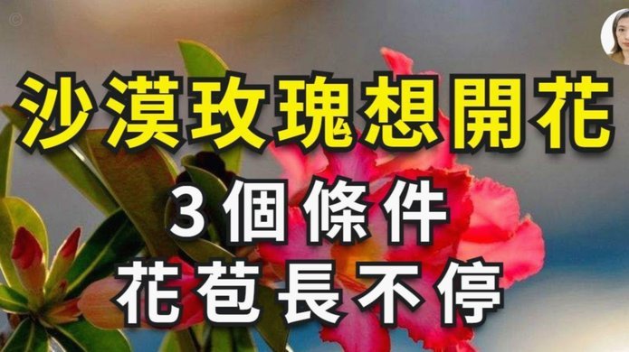 找人套花呗背后的真相