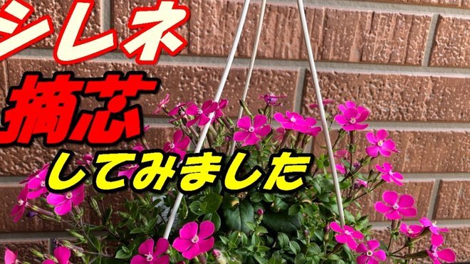 花呗分12期提前还清可行吗