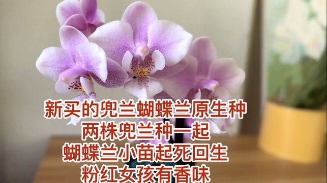 花呗分期能套现吗